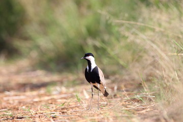 Spur-winged lapwing (Vanellus spinosus) in Rwanda

