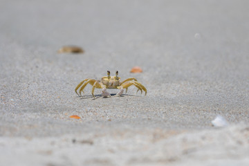 Atlantic Ghost Crab, Playalinda Beach, Merritt Island, Florida
