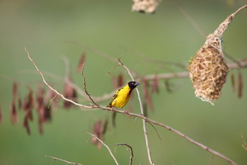 Village Weaver (Ploceus cucullatus) in Rwanda

