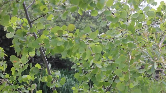 Aspen leaves swaying in wind
