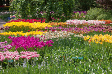 Fototapeta premium Tulip field in Keukenhof Gardens, Lisse, Netherlands