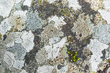 Lichen and moss growing on a stone, closeup
