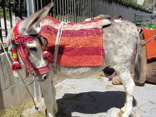 donkey with decoration