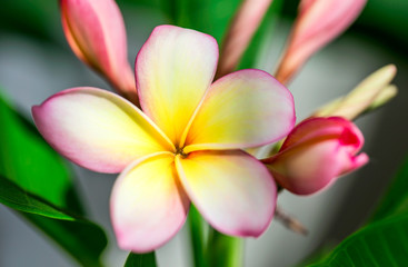 Fototapeta premium Plumeria or frangipani flower, Tropical flower.