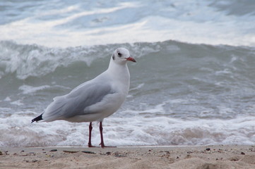 Seagull 