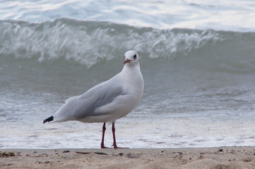 Seagull 