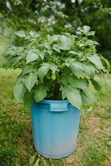 Growing Potatoes in Container