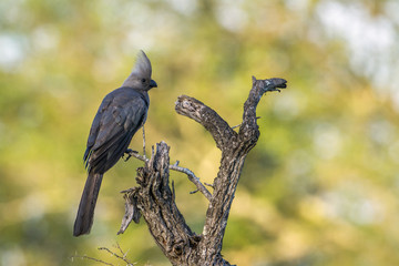 Grey go-away bird in Kruger National park, South Africa