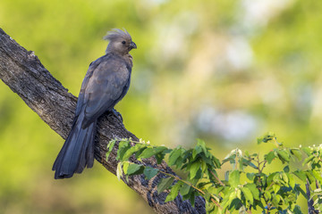 Grey go-away bird in Kruger National park, South Africa