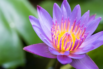 image of water lily or a lotus flower