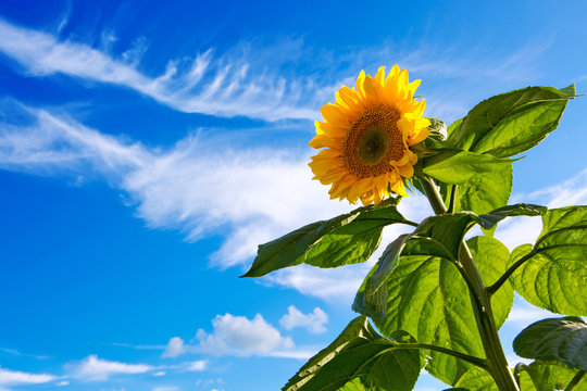 Sunflower on Blue Sky.