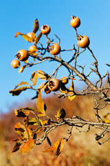 bare branches of rowan