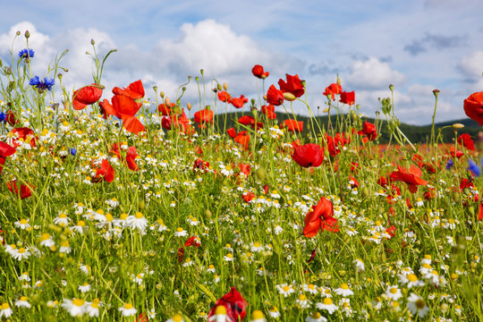 Beautiful poppy and daisies field . © Swetlana Wall