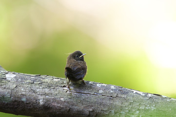 ミソサザイ(winter wren)の巣立ち雛