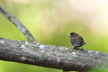 ミソサザイ(winter wren)の巣立ち雛
