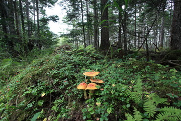 Amanita muscaria of Picea forests