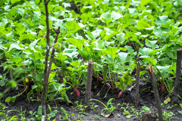 Radish