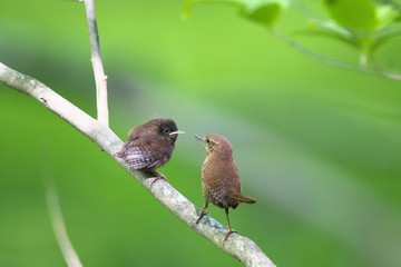ミソサザイ(winter wren)の親子