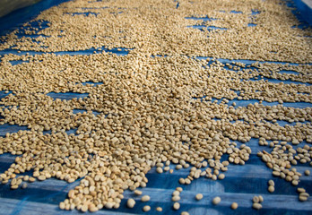 Coffee beans dried