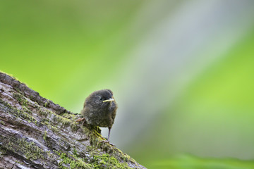 ミソサザイ(winter wren)の巣立ち雛