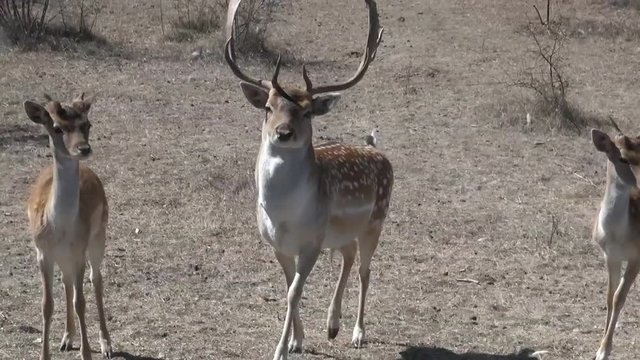 Bambi deer