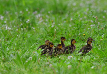 anatroccoli sul prato che camminano