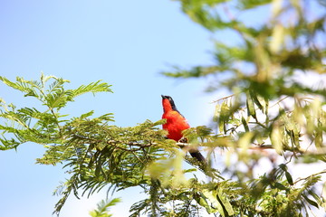 Black-headed Gonolek (Laniarius erythrogaster)in Rwanda
