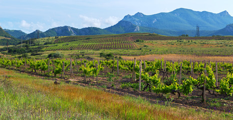 Fototapeta na wymiar Beautiful green vineyards on fields in mountains of Crimea.