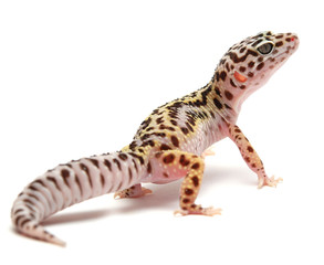 mack snow Leopard Gecko