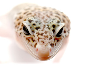 mack snow eclipse Leopard Gecko