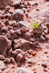 Pine sprout growing on red dry sandy soil.