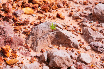Pine sprout growing on red dry sandy soil.
