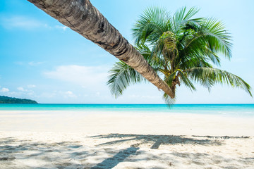 Coconut tree at the white sand beach and aqua sea water