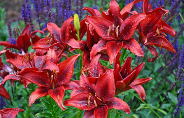 Red lily flowers with raindrops