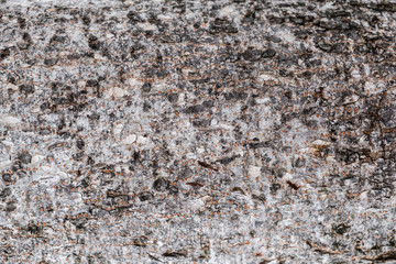 Tree bark texture background