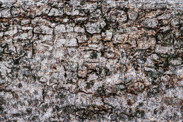 Tree bark texture background