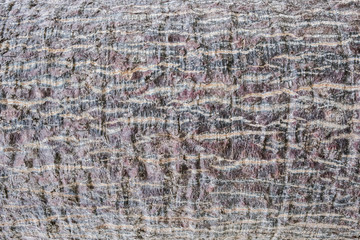 Tree bark texture background.