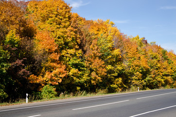 Obraz premium autumn colorful leaves 