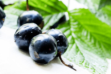Berries of a black currant on a white wooden background, not iso