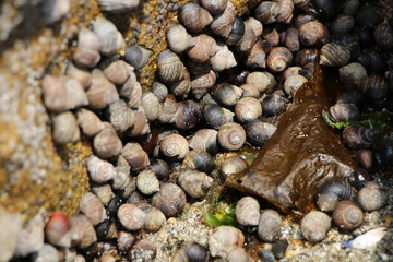 Bigorneaux dans une faille entre les rochers