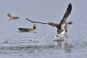 Graugans im Landeanflug