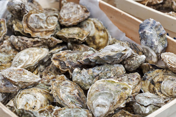 closeup of oyster shells