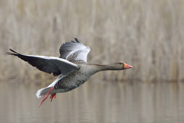Graugans im Landeanflug
