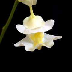 bladderwort carnivorous plant Utricularia alpina