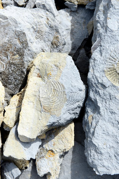 fossilized shell on rock