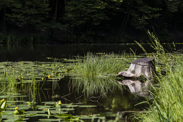 stump and lilies on the lake in the summer