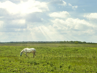 Fototapeta premium white horse in a meadow