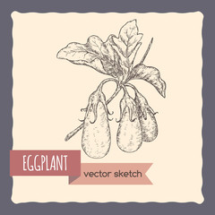 Fresh eggplants on a branch hand drawn vector sketch.