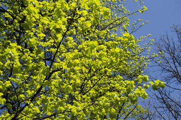 The branches of the trees