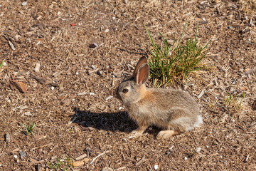 Cute Baby Cottontail Rabbit
